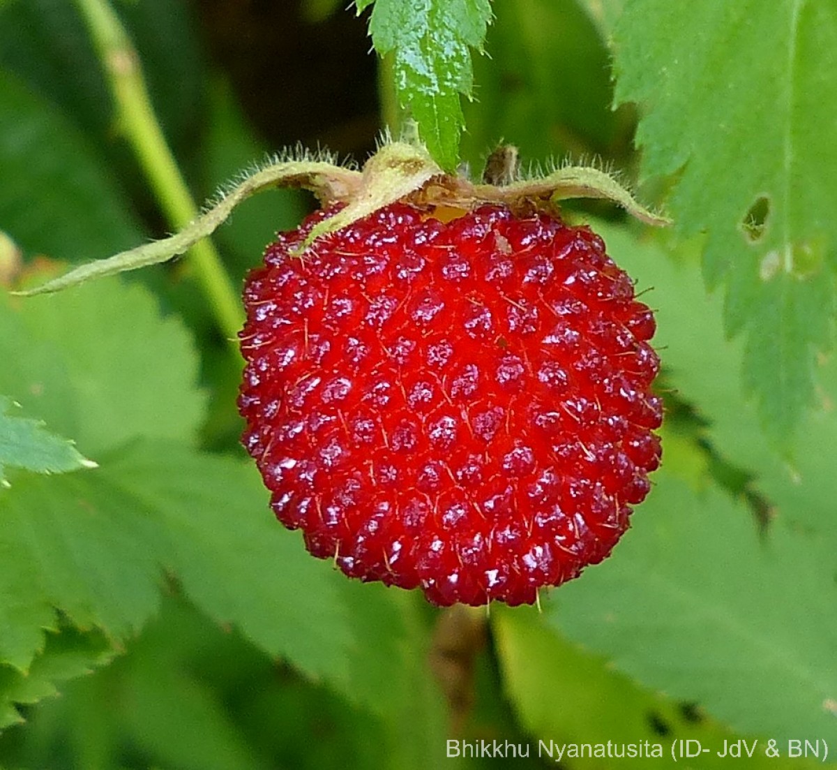 Rubus rosifolius Sm.